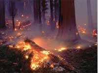 Forest fire