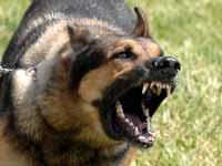 Dog barking