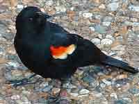 Red Winged Black Bird