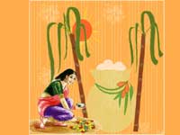 Pongal festival