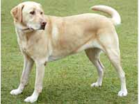 Labrador Retriever dog