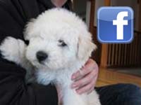 Zuckerberg's puppy Beast on Facebook - screenshot