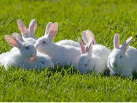 Rabbits