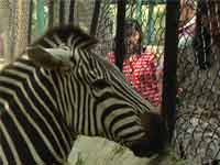 Zebra in zoo