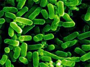Bacteria E coli