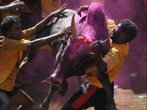 Jallikattu'', a bull-taming sport played in Tamil Nadu
