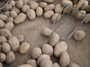 Potatoes