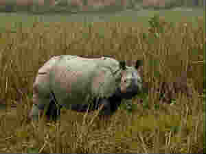 One Horn Rhino