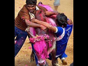 Jallikattu