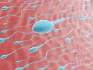 Sperm