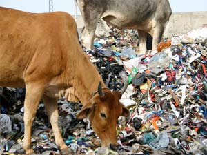 Cow eating plastic