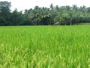 Paddy Field