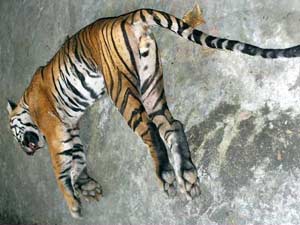 dead-tiger dead-tiger