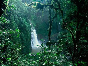 OTCA: Protect Amazon rain forest 