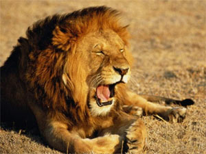 Lion Lion