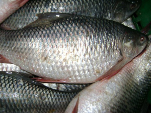 Hilsa sanctuaries proposed to save fish