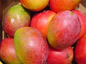 New mango named Nirbhaya after gang-rape victim
