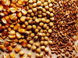 Food grains