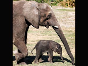 Elephant Elephant