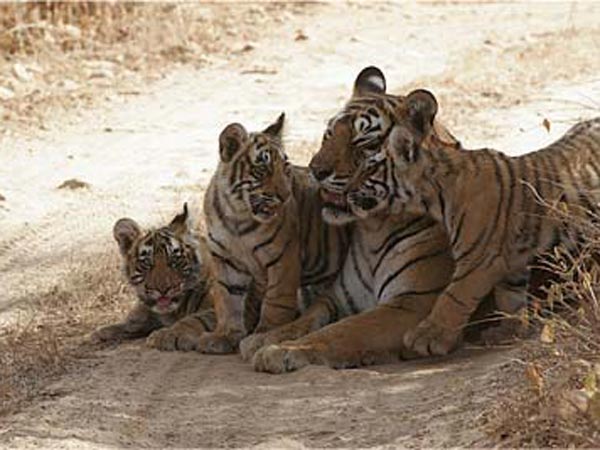 zoo zoo