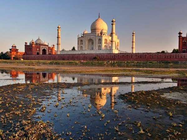 Green thieves on the loose in Agra