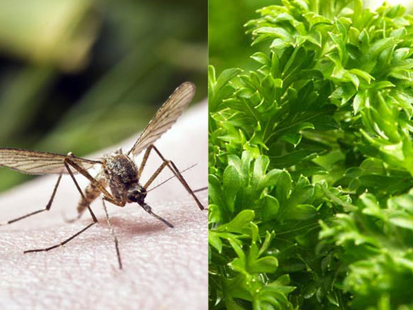 DENGUE DENGUE