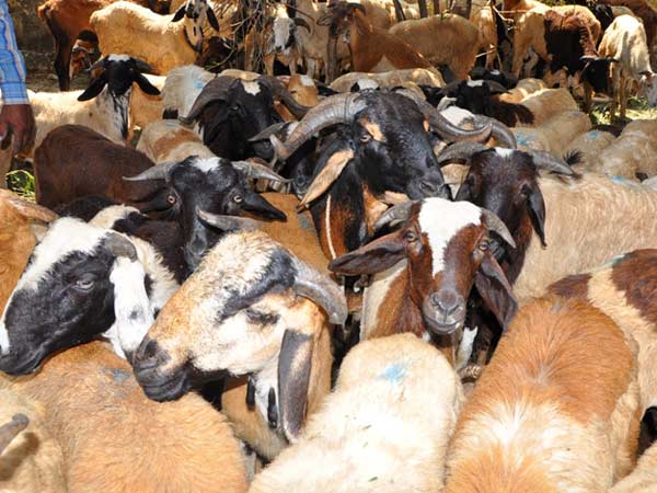Goats snatched in Delhi on Eid eve