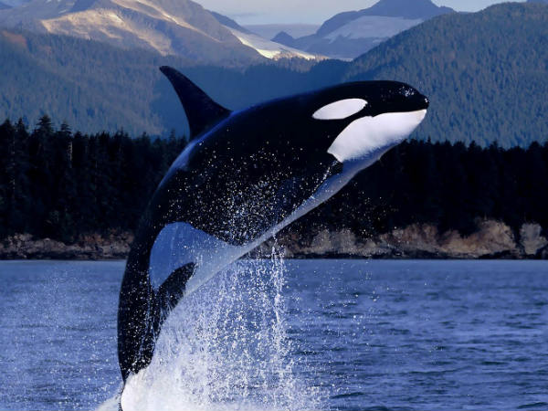 11 whales found dead in Florida