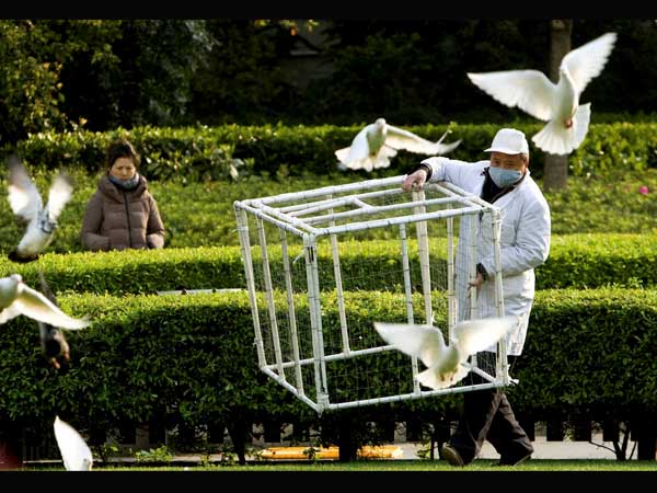 birdflu birdflu
