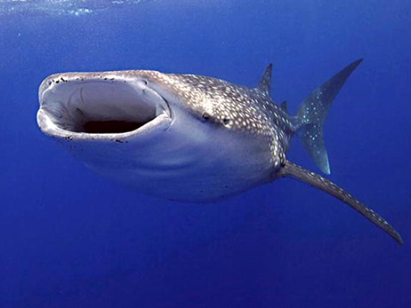 Whale tourism affecting marine animals' behaviour