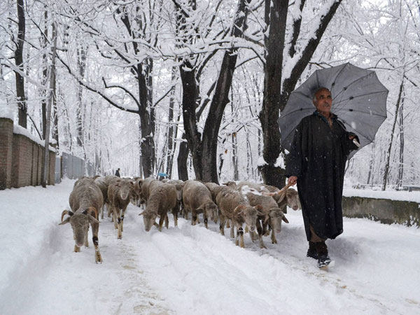No respite from cold in J&K: Met dept No respite from cold in J&K: Met dept