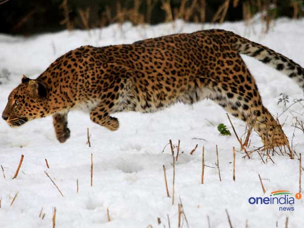 Five-year-old boy mauled to death by leopard