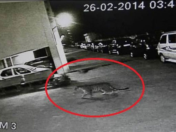 Stray dog chases leapord in Mumbai!
