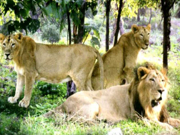 lions