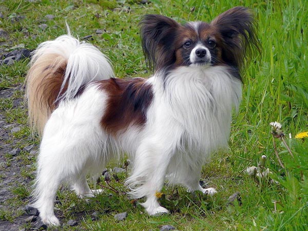 Dog Dog