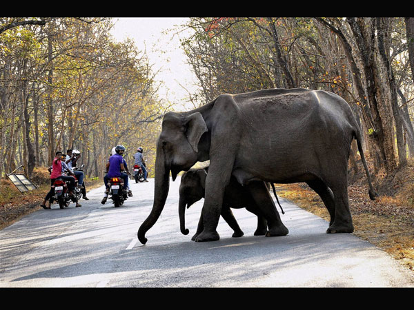 Regulated vehicle movement in Kaziranga