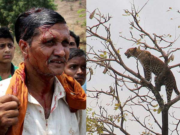 leopard-man leopard-man