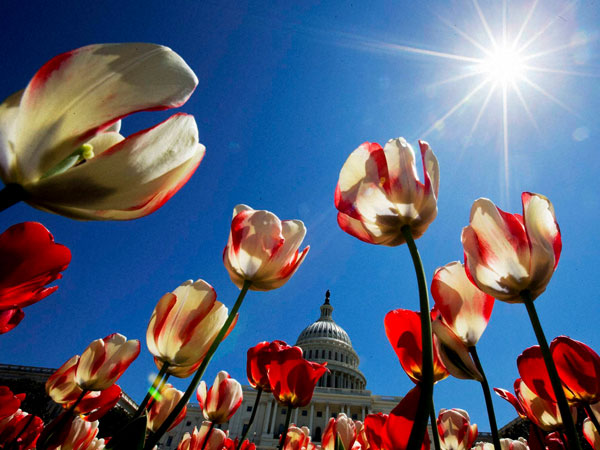 Blooming in full glory