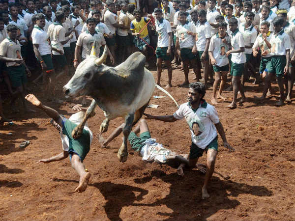 Jallikattu Jallikattu