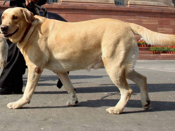 Dogs to help nab terrorists
