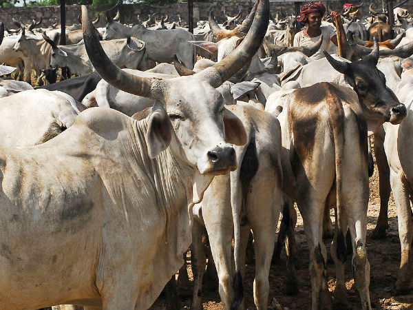 Cows in India