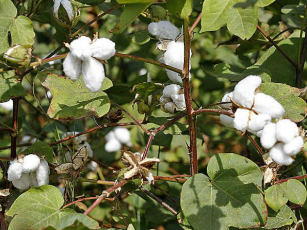 Bt cotton