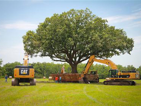 tree