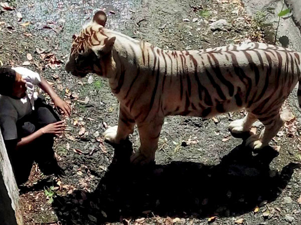 (Pic) Youth killed by tiger in Delhi Zoo
