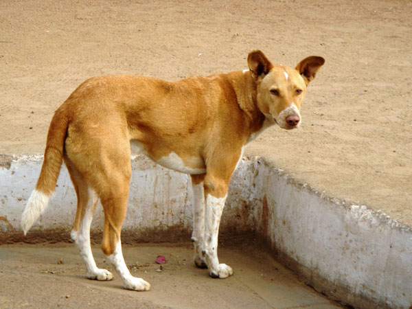Nursery student caged with dog!