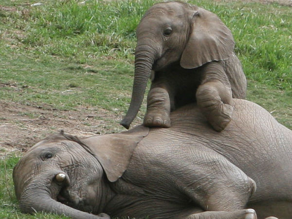 Elephant poaching on rise in Odisha. 