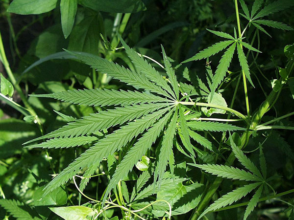 Campaign for making marijuana legal in US Campaign for making marijuana legal in US