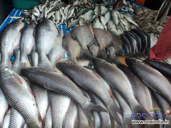 EU to ban fish caught by Sri Lanka