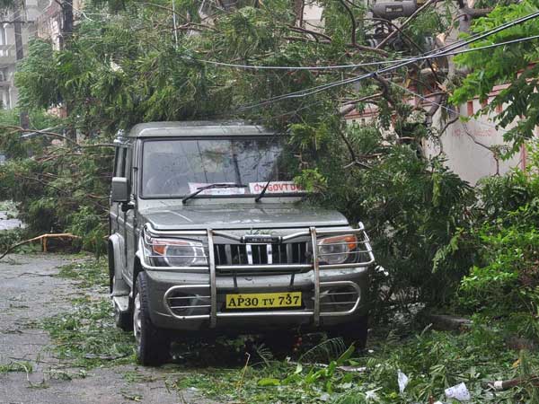 Odisha loses many precious trees in Cyclone Hudhud