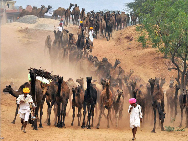 Foreign tourists throng Pushkar fair; security reviewed